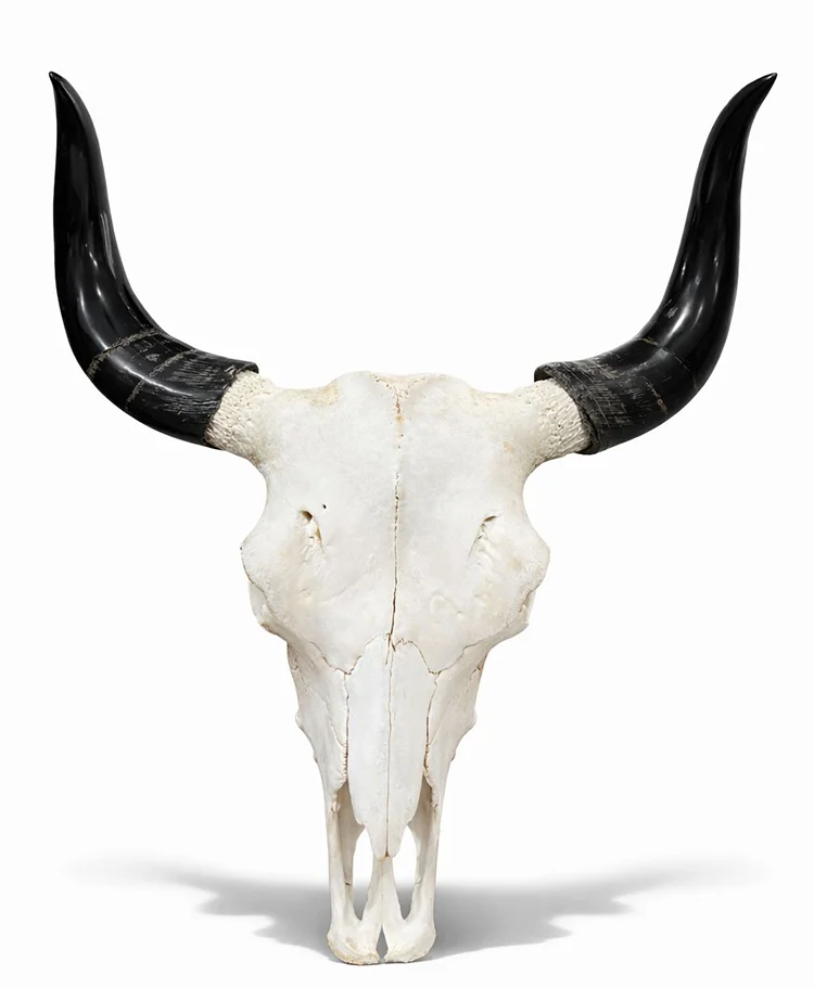 Dekoratif Boynuzlu Bufalo Kafatası Duvar Objesi Alk5319
