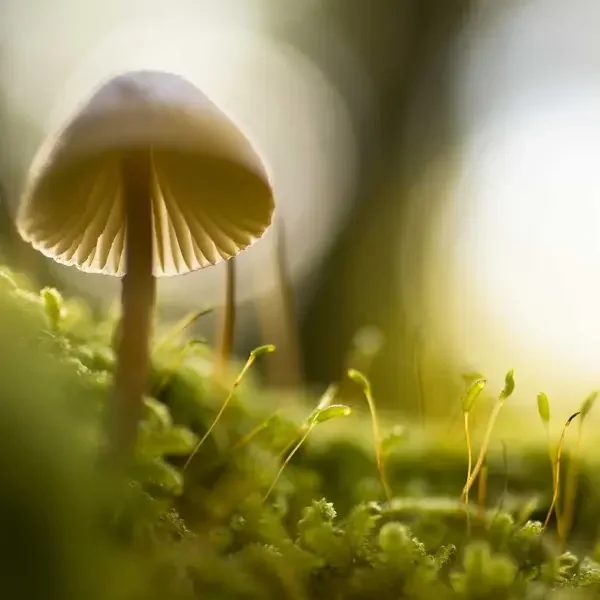 İndirim 4 (Demo)