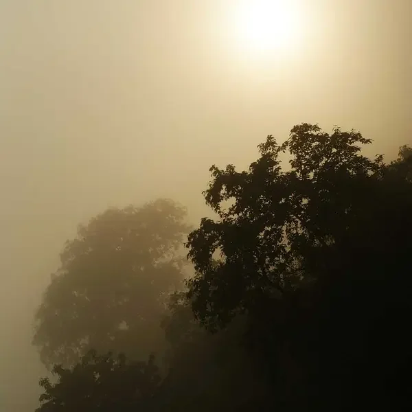 Basic Beyaz Tişört (Demo)