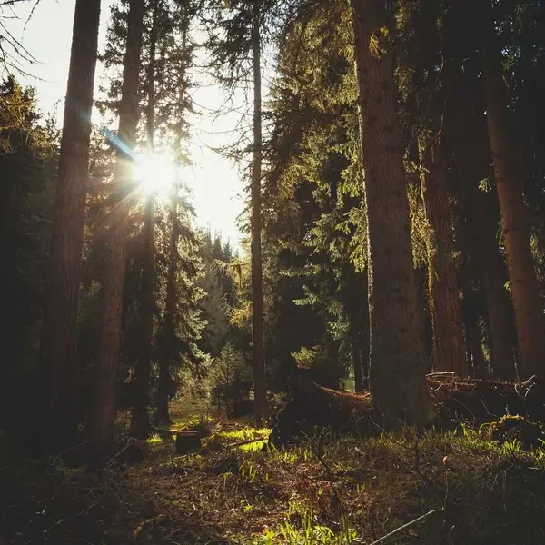 Yağ (Demo)