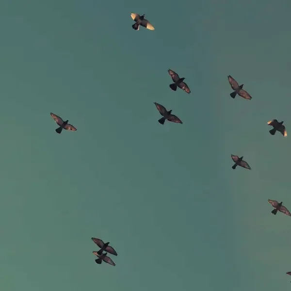 Sandalet (Demo)
