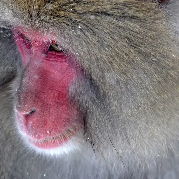 Basic Beyaz Tişört (Demo)