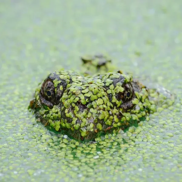 İndirim 2 (Demo)
