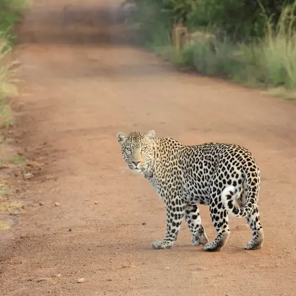 Demo Ürün 1 (Demo)